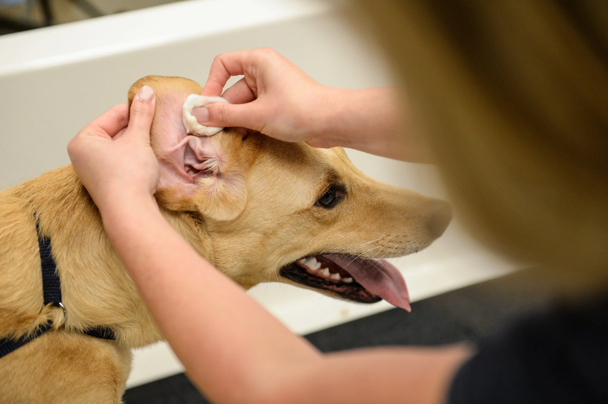 Dog has top hot ears